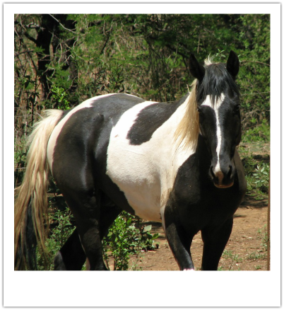 Bow - Black pinto stallion